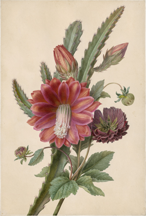 Lot 6730, Auction  122, Bessa, Pancrace - zugeschrieben, Ein Kaktus mit roten Blüten und einer Dahlie