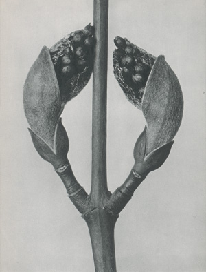 Lot 4099, Auction  123, Blossfeldt, Karl, Urformen der Kunst. Photographische Pflanzenbilder (Portfolio edition)