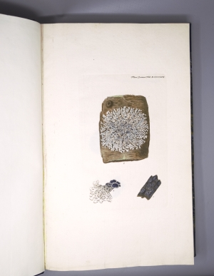 Los 355 - Flora Danica - mit 148 kolorierten Kupfertafeln. Kopenhagen, N. Möller Schultz, wohl um 1766-1780 - 2 - thumb