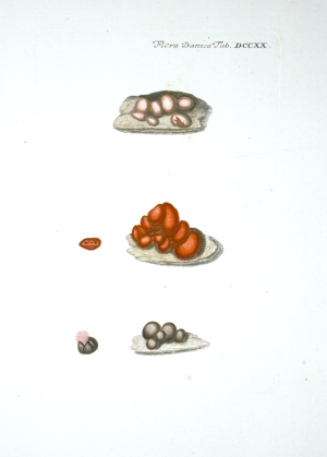 Los 355 - Flora Danica - mit 148 kolorierten Kupfertafeln. Kopenhagen, N. Möller Schultz, wohl um 1766-1780 - 3 - thumb