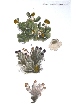 Los 355 - Flora Danica - mit 148 kolorierten Kupfertafeln. Kopenhagen, N. Möller Schultz, wohl um 1766-1780 - 4 - thumb