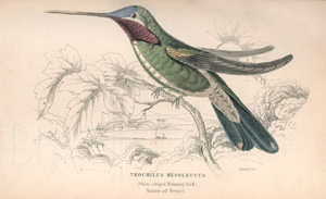 Los 362 - Jardine, William - The naturalist's library. Edinburgh, W. H. Lizars, 1836-1843. - Erste Ausgabe  - 0 - thumb