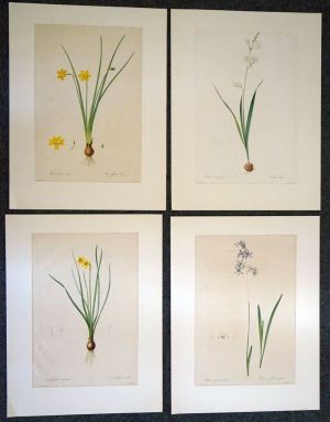 Los 369 - Redouté, Pierre Joseph - Sammlung von Liliengewächsen. Paris 1802-1816 - 1 - thumb
