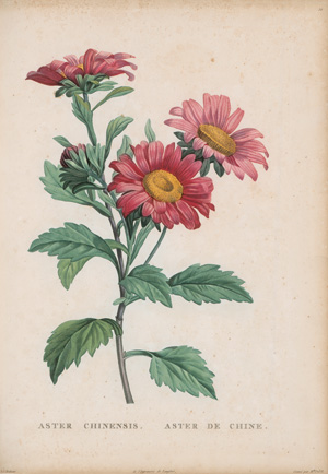 Lot 370, Auction  125, Rousseau, Jean Jacques, La Botanique. Mit 65 kolorierten Kupfertafeln nach P. J. Redouté. Paris, Baudouin, 1821