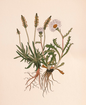 Lot 3417, Auction  125, Weisz, Joseph, Blumen der Alpen. 4 Bände. Leipzig, Insel, 1960-1963. - 200 Exemplare