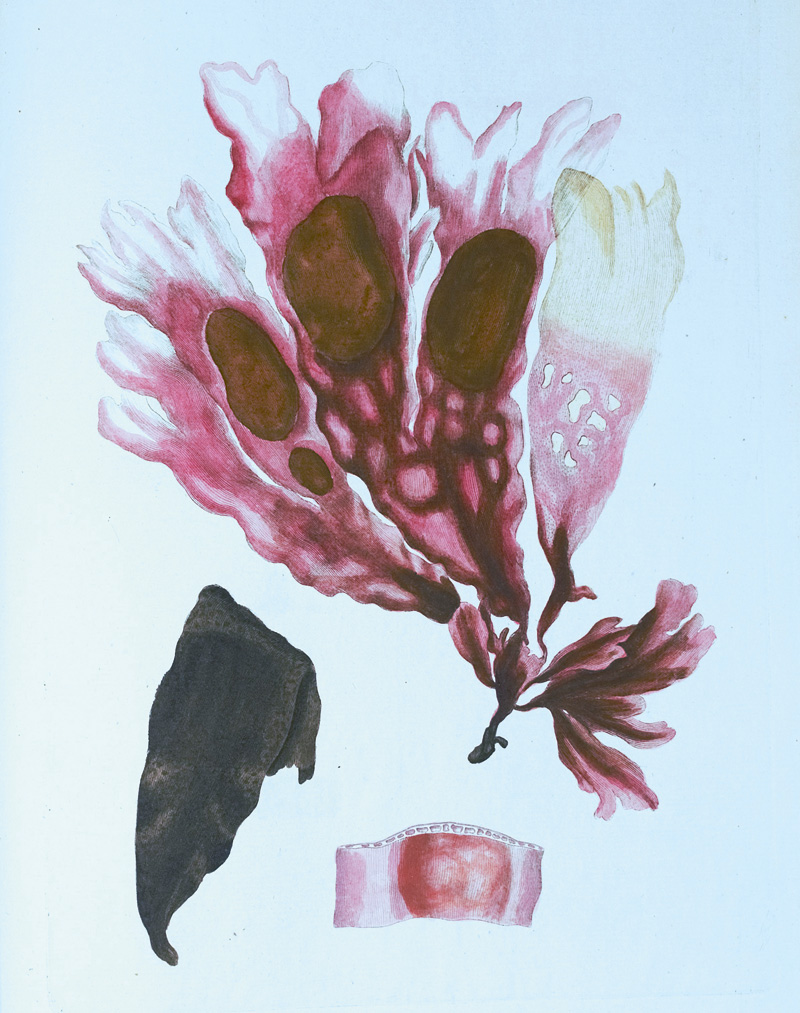 Lot 355, Auction  125, Flora Danica, mit 148 kolorierten Kupfertafeln. Kopenhagen, N. Möller Schultz, wohl um 1766-1780