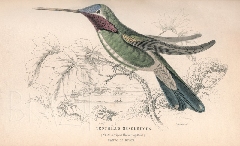 Lot 362, Auction  125, Jardine, William, The naturalist's library. Edinburgh, W. H. Lizars, 1836-1843. - Erste Ausgabe 
