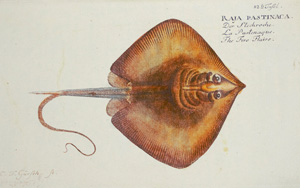 Los 363 - Bloch, Marcus E. - Ökonomische Naturgeschichte der Fische Deutschlands - 1 - thumb