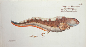 Los 363 - Bloch, Marcus E. - Ökonomische Naturgeschichte der Fische Deutschlands - 3 - thumb
