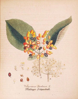 Lot 365, Auction  126, Dietrich, David, Forstflora