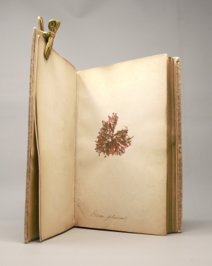 Los 370 - Königliche Algensammlung - A son altesse royale le duc d'aoste Vice-Admiral - 3 - thumb