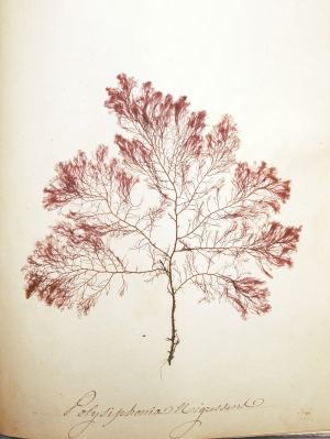 Los 370 - Königliche Algensammlung - A son altesse royale le duc d'aoste Vice-Admiral - 8 - thumb