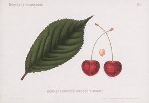 Lot 371, Auction  126, Lauche, Wilhelm, Deutsche Pomologie, 1882-1883