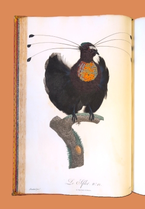 Los 372 - Levaillant, François - Histoire naturelle des oiseaux. Paris 1801-1818 - 16 - thumb