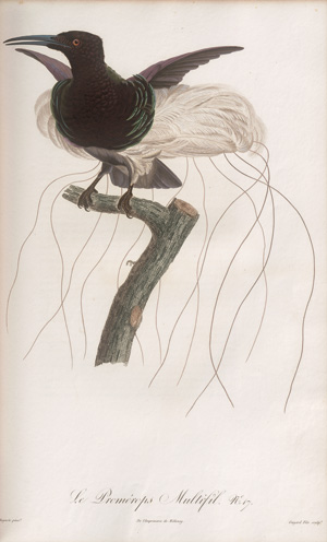 Los 372 - Levaillant, François - Histoire naturelle des oiseaux. Paris 1801-1818 - 6 - thumb