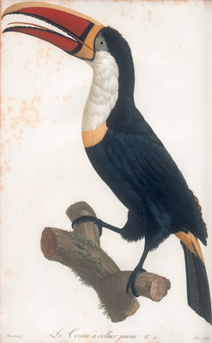 Los 372 - Levaillant, François - Histoire naturelle des oiseaux. Paris 1801-1818 - 9 - thumb