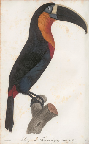 Los 372 - Levaillant, François - Histoire naturelle des oiseaux. Paris 1801-1818 - 10 - thumb