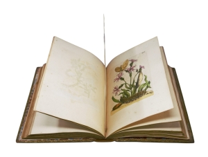 Los 374 - Merian, Maria Sibylla - Erucarum ortus - 11 - thumb