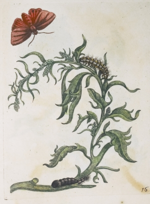 Los 374 - Merian, Maria Sibylla - Erucarum ortus - 12 - thumb