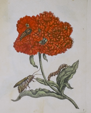 Los 374 - Merian, Maria Sibylla - Erucarum ortus - 17 - thumb