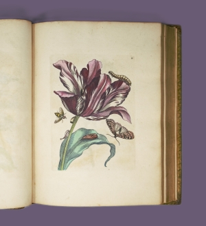 Los 374 - Merian, Maria Sibylla - Erucarum ortus - 22 - thumb