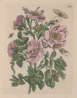 Los 374 - Merian, Maria Sibylla - Erucarum ortus - 1 - thumb