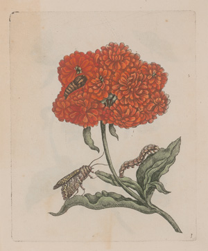 Los 374 - Merian, Maria Sibylla - Erucarum ortus - 2 - thumb