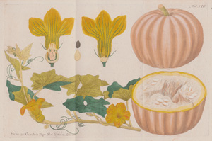 Vietz, Ferdinand Bernhard, Icones plantarum