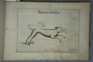 Los 1269 - Schmuck, Friedrich Wilhelm - Fasciculus admirandorum naturae - 3 - thumb