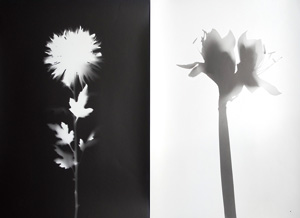 Lot 3433, Auction  126, Neusüss, Floris Michael, Vier Blütenfotogramme