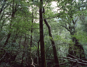 Los 4231 - Struth, Thomas - "Paradies" series - 2 - thumb