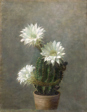 Los 6161 - Dänisch - um 1920. Blühender Echinopsis Kaktus - 0 - thumb