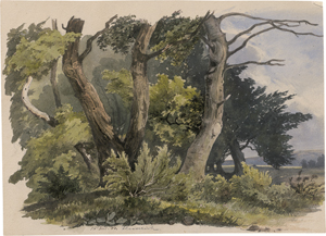 Los 6692 - Deutsch - 18444. Kleines Waldstück - 0 - thumb