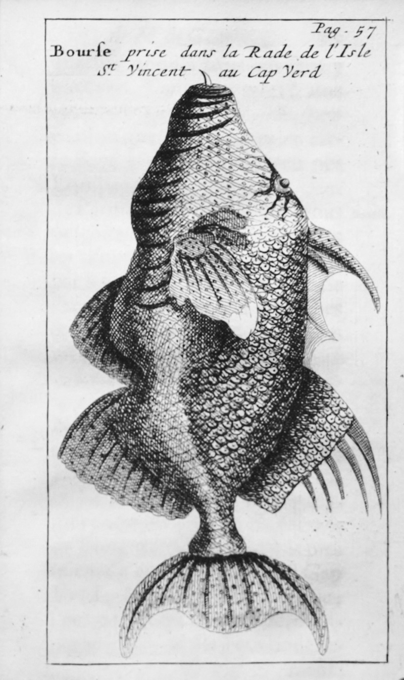 Lot 8, Auction 126, Froger, François, Relation d'un voyage de la Mer du Sud