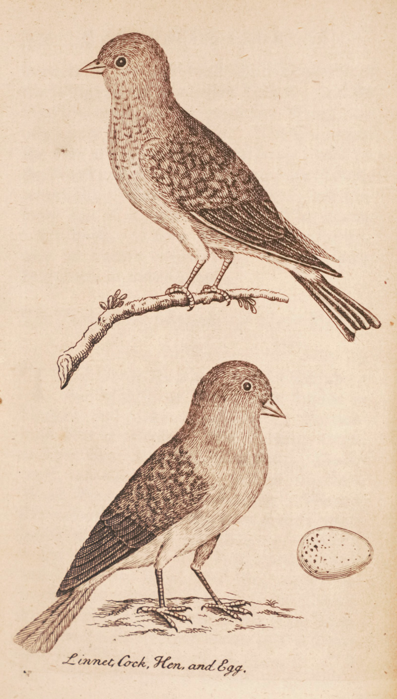 Lot 359, Auction 126, Albin, Eleazar, Natural history of english song-birds