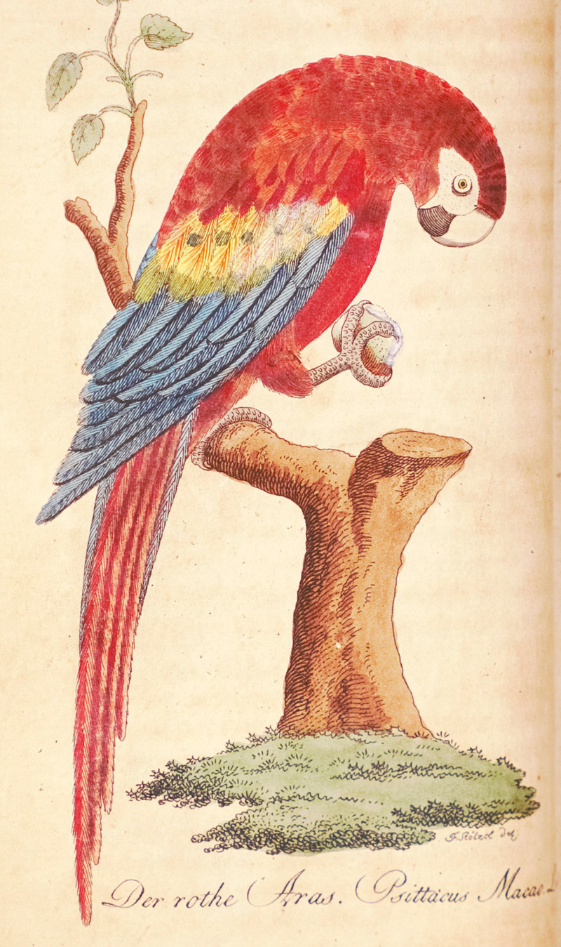 Lot 361, Auction  126, Bechstein, Johann Matthäus, Naturgeschichte der Stubenthiere. Vögel