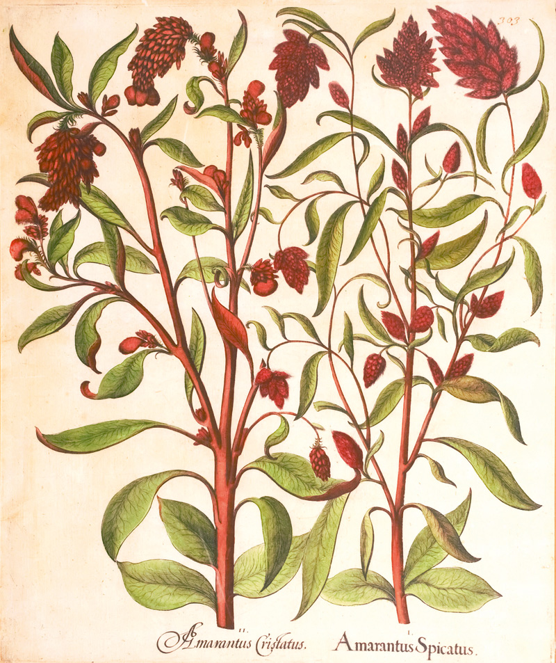 Lot 362, Auction  126, Besler, Basilius, I. Amarantus Spicatus. II. Amarantus Cristatus