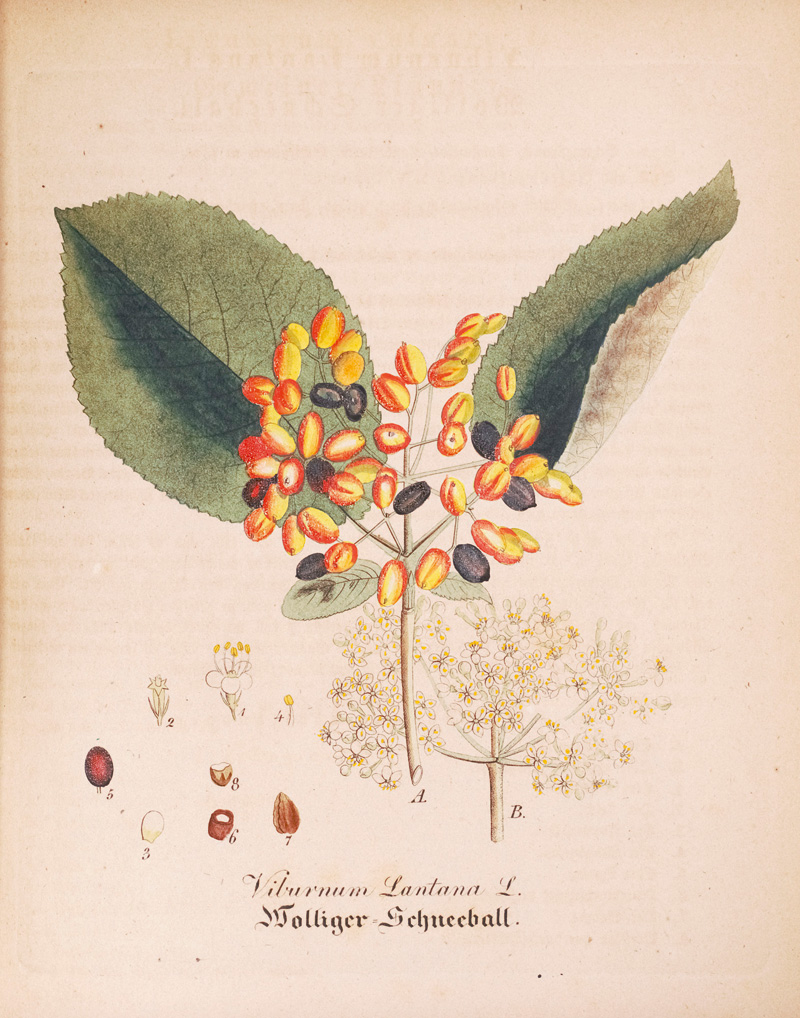 Lot 365, Auction  126, Dietrich, David, Forstflora