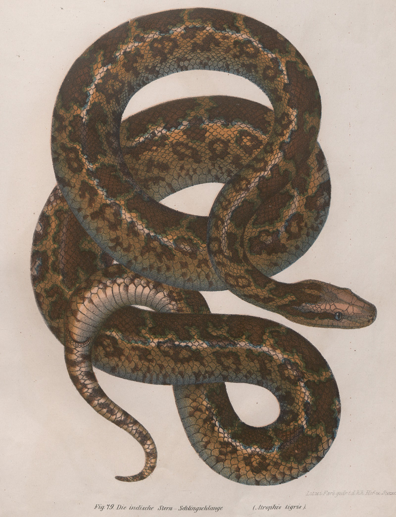 Lot 369, Auction  126, Fitzinger, Leopold Joseph, Bilder-Atlas zur wissenschaftlich-populären Naturgeschichte der Amphibien