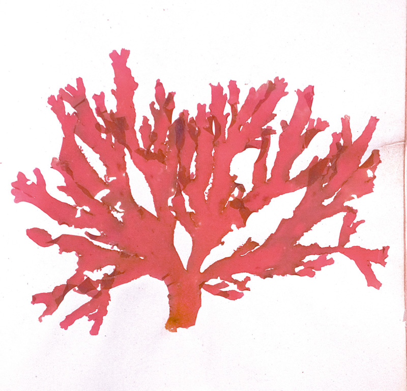 Lot 370, Auction  126, Königliche Algensammlung, A son altesse royale le duc d'aoste Vice-Admiral