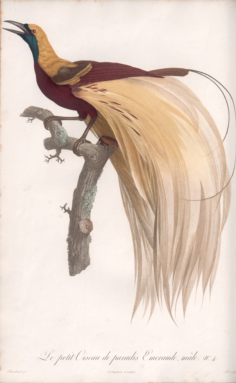 Lot 372, Auction 126, Levaillant, François, Histoire naturelle des oiseaux. Paris 1801-1818