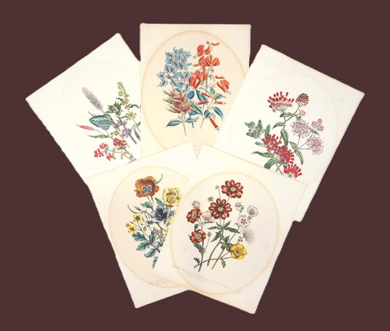 Lot 373, Auction  126, Loudon, Jane, 10 kolorierte lithographische Blumentafeln
