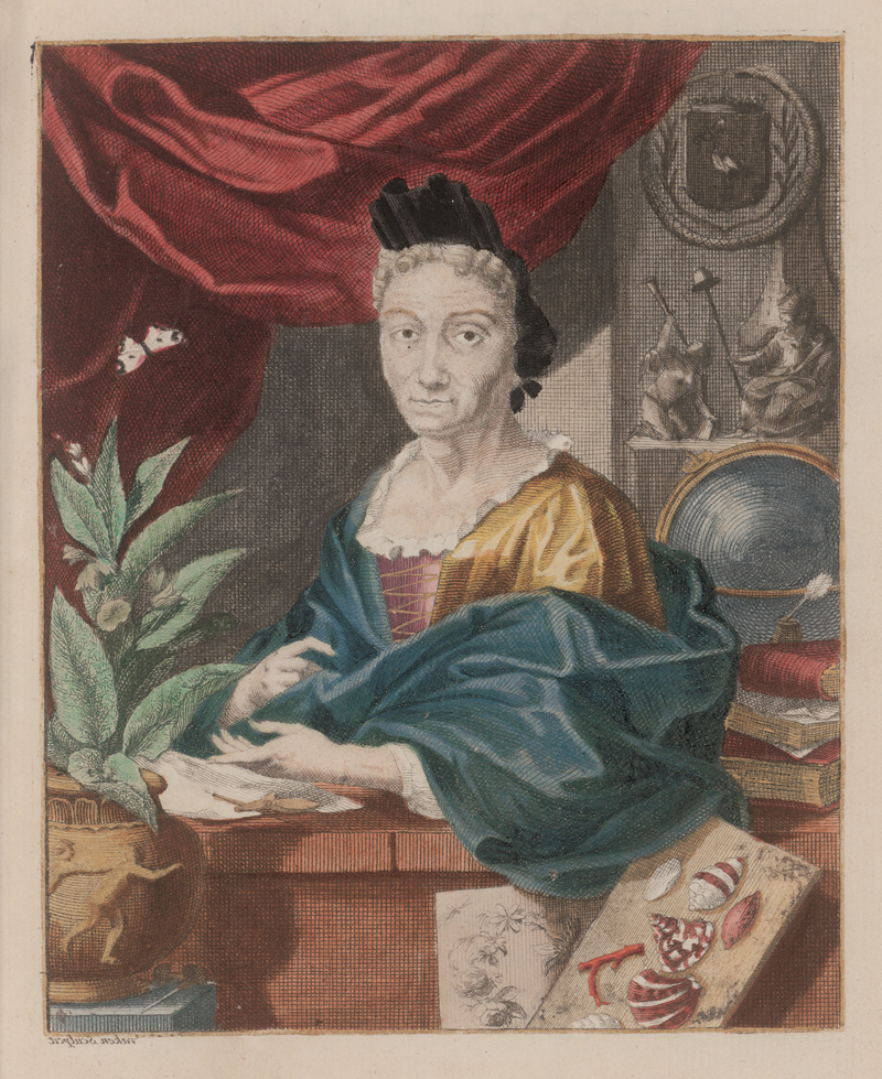 Lot 374, Auction  126, Merian, Maria Sibylla, Erucarum ortus