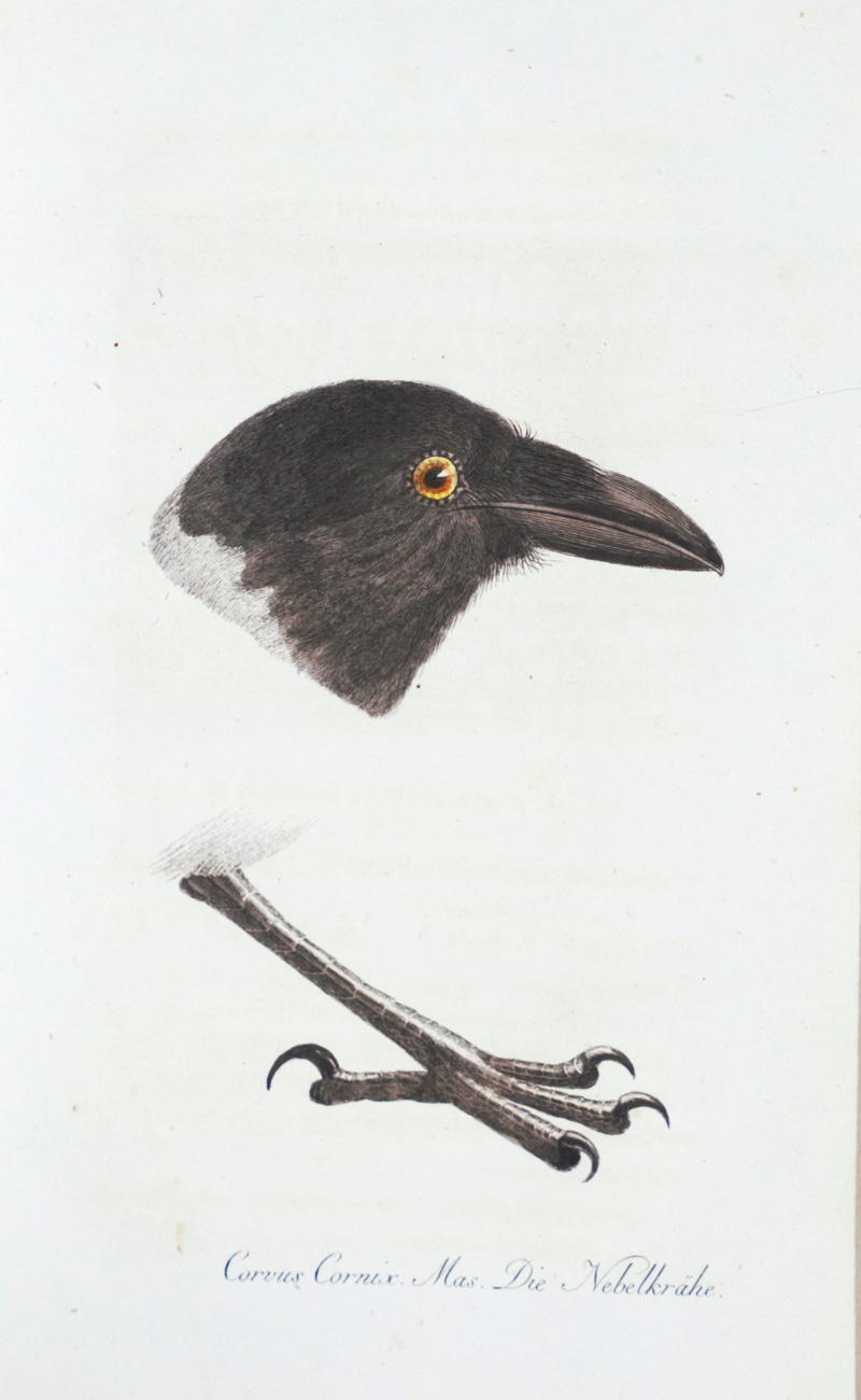 Lot 375, Auction  126, Meyer, B. und J. Wolf, Taschenbuch der deutschen Vögelkunde