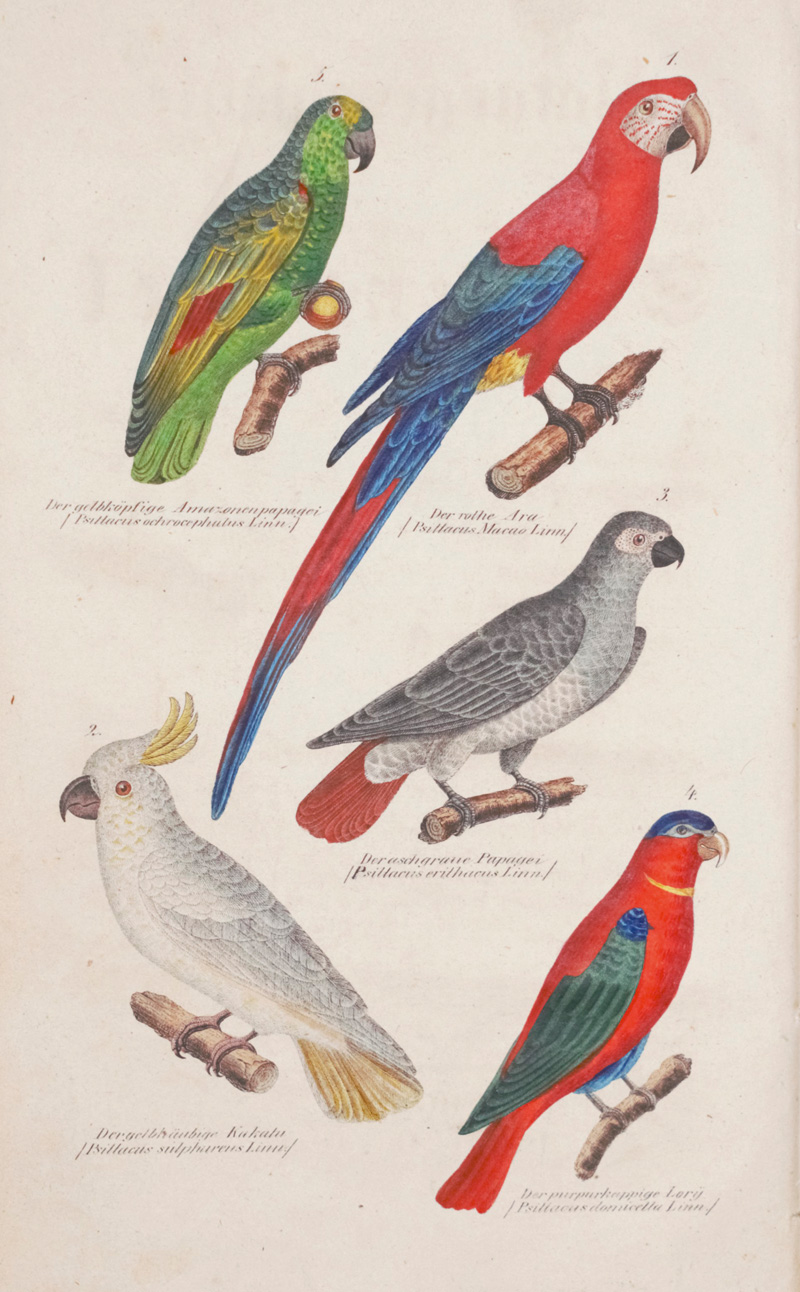 Lot 377, Auction  126, Ornithologie, Sammlung von 12 Werken in 20 Bänden mit zusammen mehr als 650 Kupferfateln