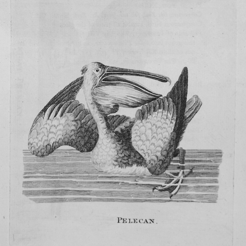 Lot 378, Auction  126, Pennant, Thomas, Genera of birds