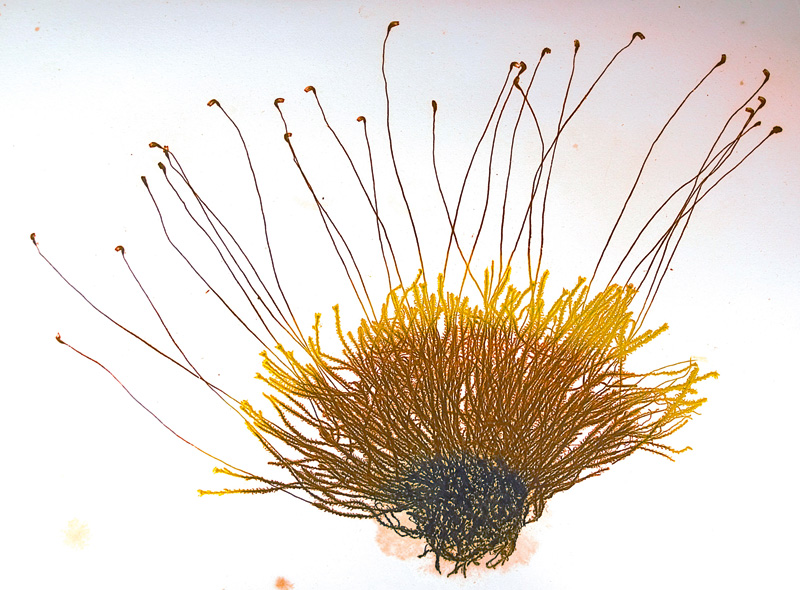 Lot 405, Auction 126, Auer von Welsbach, Alois, Die Entdeckung des Naturselbstdruckes