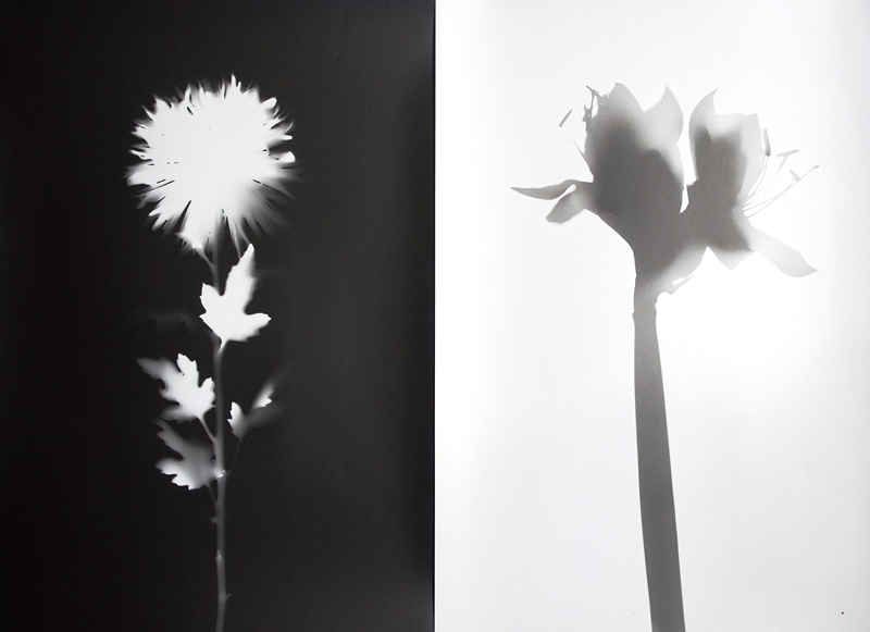 Lot 3433, Auction 126, Neusüss, Floris Michael, Vier Blütenfotogramme