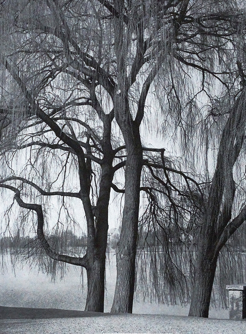 Lot 3438, Auction 126, Renger-Patzsch, Albert, Bäume. Ingelheim 1962