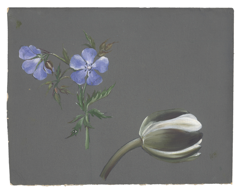 Lot 6176, Auction  126, Libert, Betzy Marie Petrea, Studienblatt mit violettem Wiesenstorchschnabel und weißer Tulpe